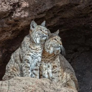 Two Very Alert Bobcats on a Ledge Stock Photos