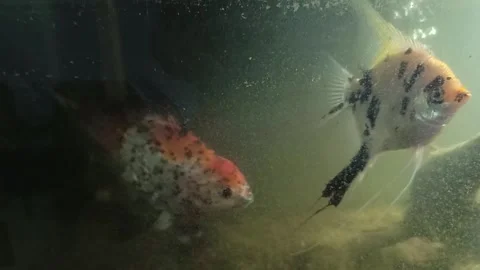 Two very beautiful fish Stock Footage 274160763