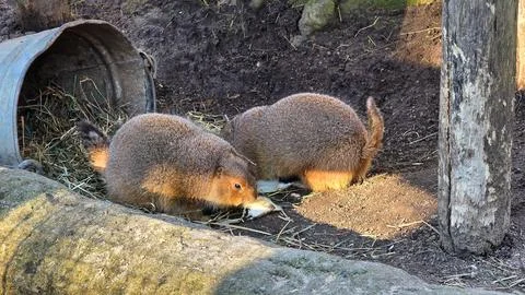 Two Very Curious Animals Engaging in Exploration of Their Natural Habitat and 스톡 사진
