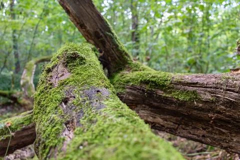 Two very old trees on which wild moss grows Stock Photos