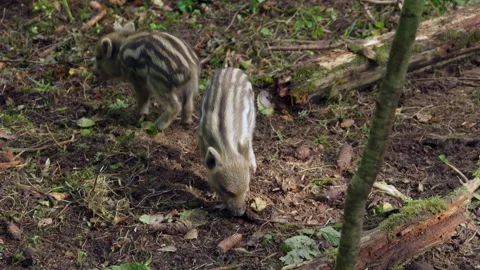 Two very small wild boar piglets are eating, fighting and playing. Stock Footage 219340503
