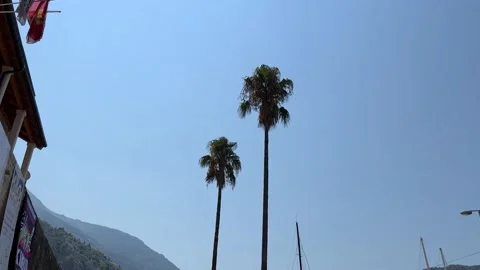 Two very tall palm trees in Europe Stock Footage 239768269