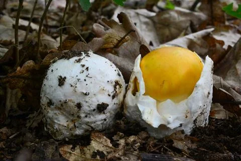 Two very young specimen of Caesar's mushrooms Stock Photos
