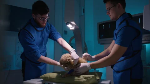 Two veterinarians doing x ray scanning for small curly poodle dog broken leg 4K 스톡 동영상 244679845