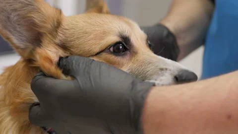 Two veterinarians make a dressing for the dog in the area of the wound Stock Footage 154789338