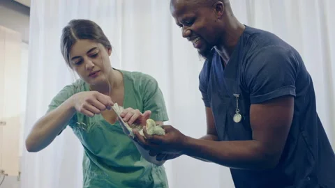 Two veterinarians treating a parrot with a problem Stock Footage 279318378