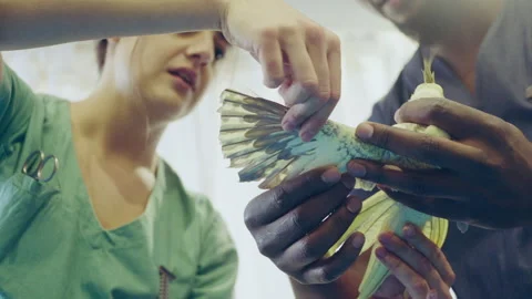 Two veterinarians treating a parrot's wing Stock Footage 279318013
