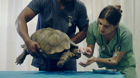 Two veterinarians treating a turtle on a table with gauze Stock Footage 279314896