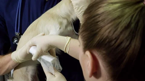 Two veterinary surgeons putting a dressing on broken paw of a chihuahua dog. 4K Stockbeeldmateriaal 94405170