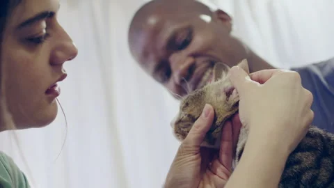 Two vets examining cats ears Stock Footage 279317048