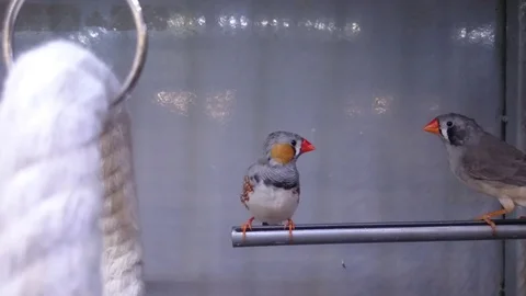 Two vibrant birds in cage Stock Footage 86790178