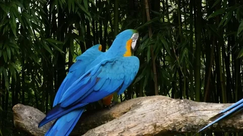 Two vibrant blue-and-gold macaws perched on a branch amidst bamboo. Stock Footage 301072198