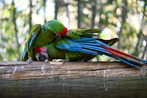 Two vibrant great green macaws preening each other on a wooden log Stock Photos