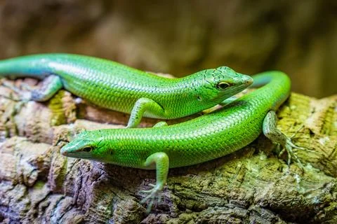Two vibrant green lizards basking on a textured log in a tropical habitat during Stock Photos