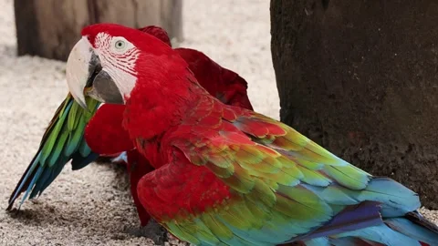 Two vibrant green winged macaws interacting closely on sandy ground during .. Stock Footage 332826875