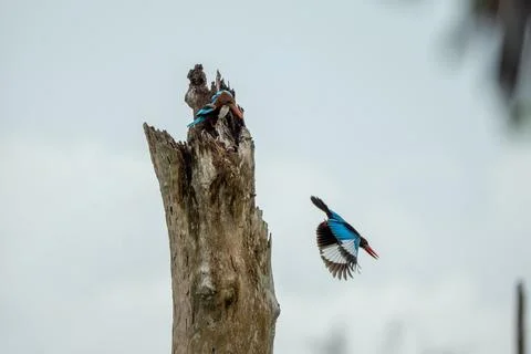 Two Vibrant Kingfishers Interacting with One Bird in Flight and One Perched Stock Photos