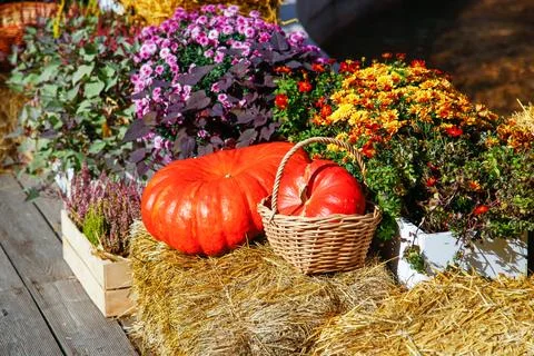 Two vibrant orange pumpkins surrounded by purple flowers Stock Photos