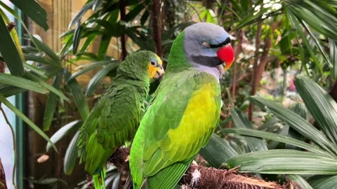 Two vibrant parrots perched among lush tropical foliage, showcasing their Stockbeeldmateriaal 305248664