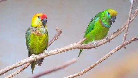 Two vibrant parrots showcase their beauty in a serene natural setting Stock Footage 304962772