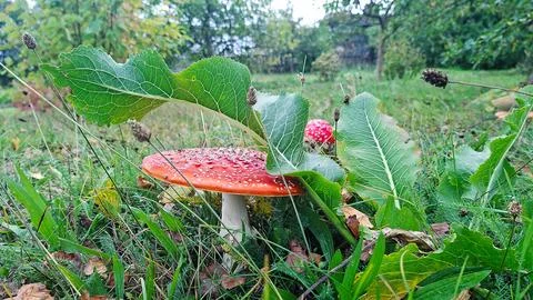 Two vibrant red fly agaric mushrooms sheltered under green leaves in grass at Stock Photos