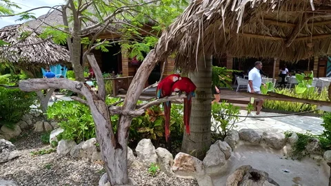Two vibrant red parrots perch on branches bonding in tropical setting in Puerto Stock Footage 295167375