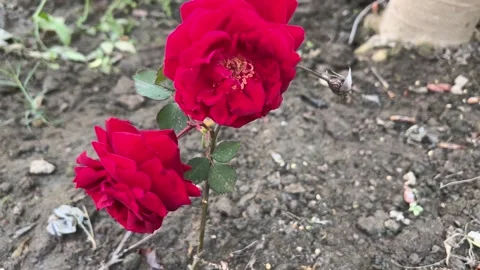 Two vibrant red roses blooming in a garden with dark soil background Stock Footage 328807745