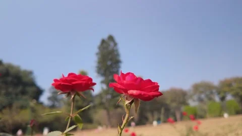 Two Vibrant Red Roses Blooming Against a Clear Blue Sky in a Sunny Garden Stock Footage 329798158