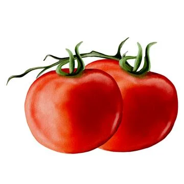 Two vibrant red tomatoes with green stems on a white background in watercol.. Illustrazione stock