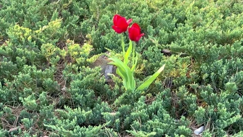 Two vibrant red tulips emerge beautifully from a bed of lush green foliage Stock-Footage 308780290