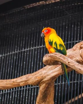 Two Vibrant Sun Conures Perched on Tree Branches in a Cage Fotos de archivo