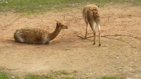 Two vicuna resting Stock Footage 271373689