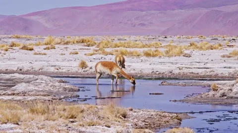 Two vicuñas drinking from a shallow stream, with purple mountains Stock Footage 238628470