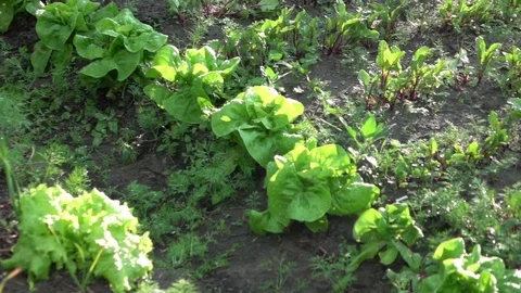 Two videos of vegetable plot in real slow motion Vídeos de archivo 73371079