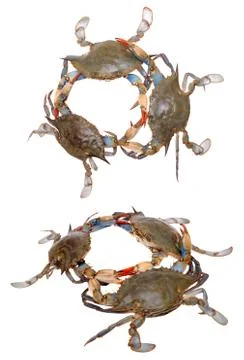 Two views of crabs in circle Stock Photos