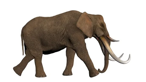 Two Views of Elephant slowly walking seamlessly looped Alpha Channel Included. Stock Footage 96690754