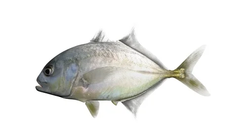 Two Views of The horse-eye jack Fish, Looped, 3D, Carangidae Family Stock Footage 96690642
