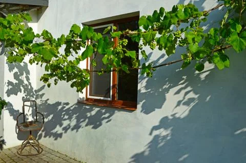 Two vines on the background of the white wall. With a place for your text Stock Photos