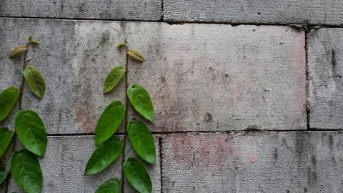 Two vines on an old brick wall Stock Photos