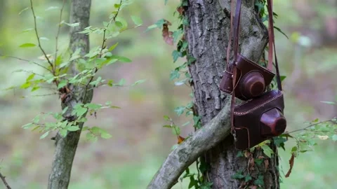 Two vintage leather camera cases hang from a tree branch in a forest 库存影片 333958218