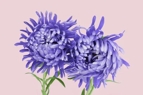 Two Violet aster flower closeup chrysanthemum type on pink Stock Photos