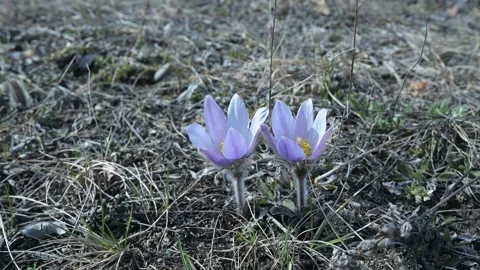 Two violet colored crocus wildflowers growing from dead grass and blowing in a Stock Footage 306479761