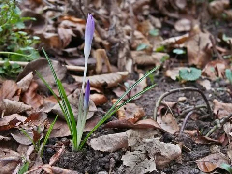 Two violet crocuses (crocus vernus) sprouting out of a bulb among dry falle.. Stock Photos