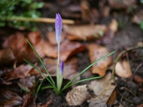 Two violet crocuses (crocus vernus) sprouting out of a bulb among dry falle.. Stock Photos