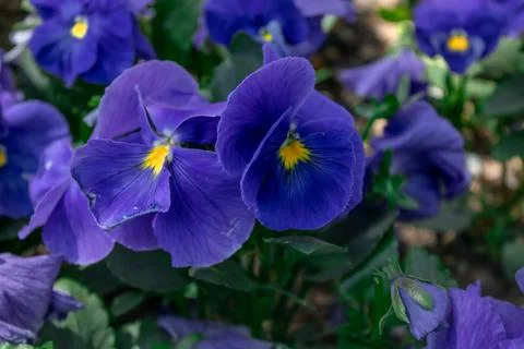 Two Violet Flowers Stock Photos