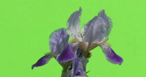 Two Violet Irises, Blossoms Closeup, Fluttering Petals Stock Footage 51572508
