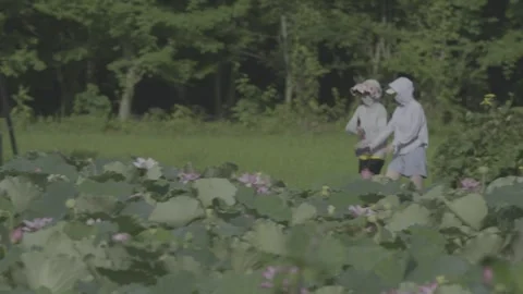 Two Visitors in Lotus Field with Distant Trees Rural Hubei Stock-Footage 343696004