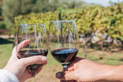 Two visitors raise red wine glasses together during sunny vineyard tasting Stock Photos