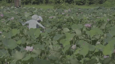 Two Visitors in Sun-Protective Clothing in Lotus Field Rural Hubei Stock-Footage 343695944