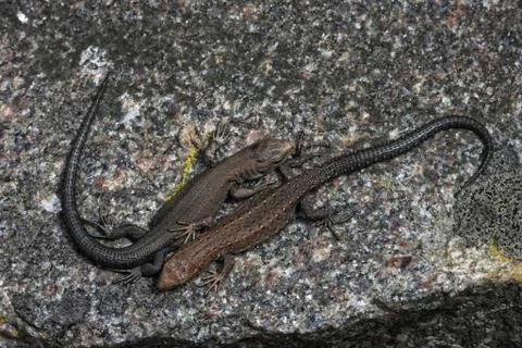 Two viviparous lizards. Stock Photos