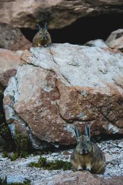 Two vizcachas looking at camera sitting on rock in the altiplano in Bolivia Stock Photos